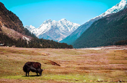 sikkim yumthang valley