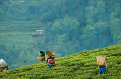 about sikkim travel agent