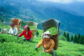 darjeeling gangtok tour