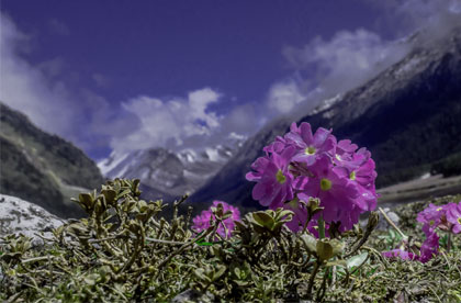 sikkim lachung flowers