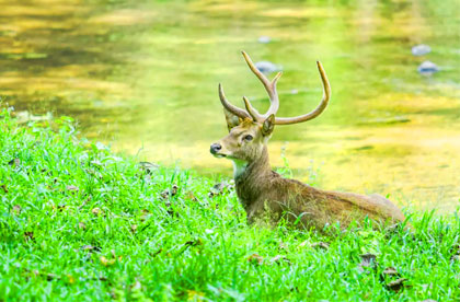 maenam wildlife park