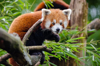 sikkim maenam wildlife
