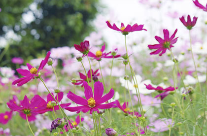 sikkim rhododendron trek