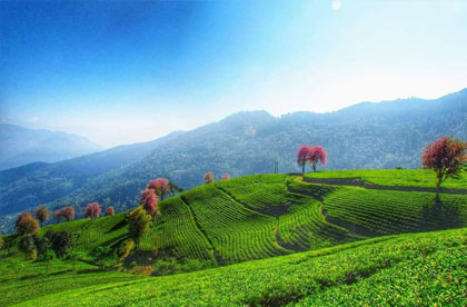 temi tea garden