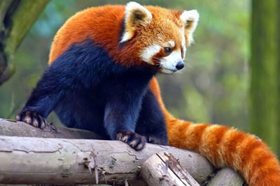 sikkim wildlife tour