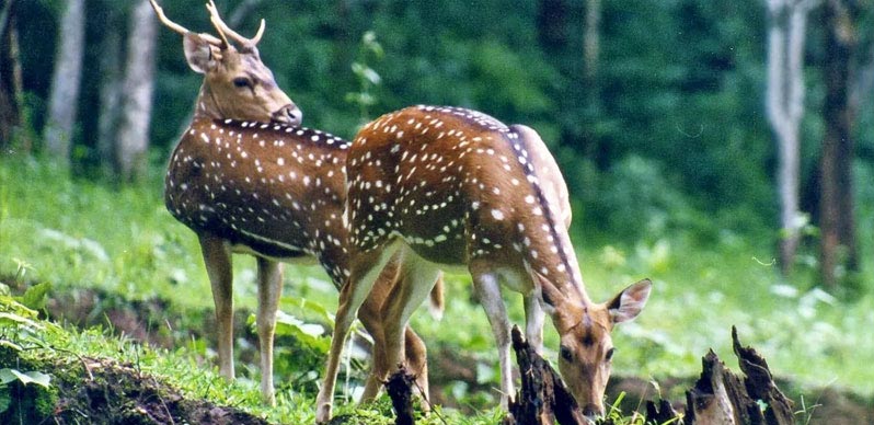 flora fauna